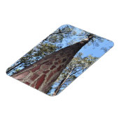 La Gerche Ponderosa Pine Flexible Magnet (Linke Seite)