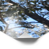 La Gerche Ponderosa Pine Foto Erweiterung (Ecke)