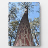 La Gerche Ponderosa Pine Foto Plaque Fotoplatte (Vorderseite)