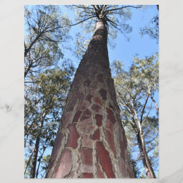 La Gerche Ponderosa Pine Paper Sheet