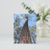 La Gerche Ponderosa Pine Postcard Postkarte (Stehend Vorderseite)