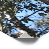 La Gerche Ponderosa Pine Poster (Ecke)