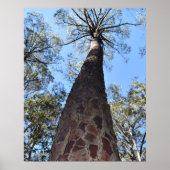 La Gerche Ponderosa Pine Poster (Vorne)