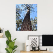 La Gerche Ponderosa Pine Poster (Heimbüro)
