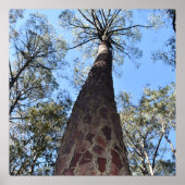 La Gerche Ponderosa Pine Poster (Vorne)