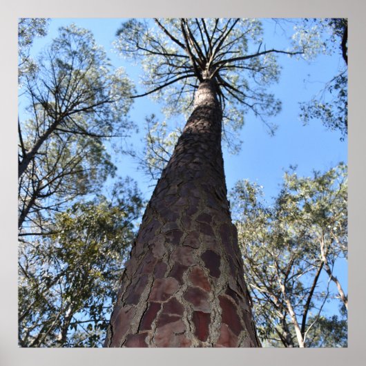 La Gerche Ponderosa Pine Poster (Vorne)