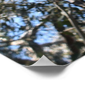 La Gerche Ponderosa Pine Poster (Ecke)