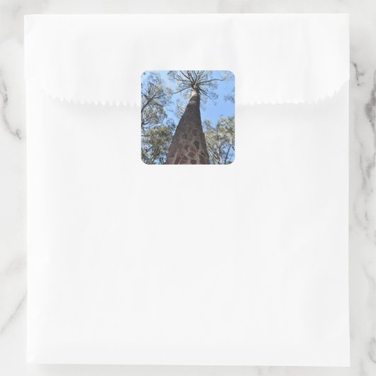 La Gerche Ponderosa Pine Sticker (Tasche)