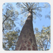 La Gerche Ponderosa Pine Sticker (Vorderseite)