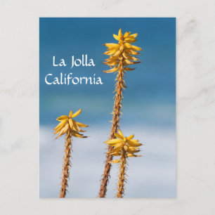 La Jolla Agave and Ocean Postkarte