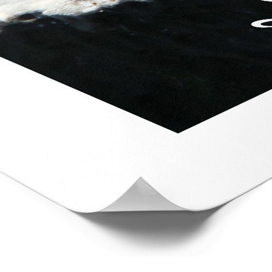 La Jolla Cove Sea Lions Poster (Ecke)