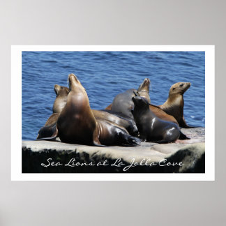 La Jolla Cove Sea Lions Poster