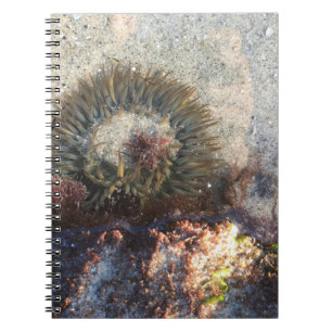La Jolla Tide Pool Anemone Notizblock