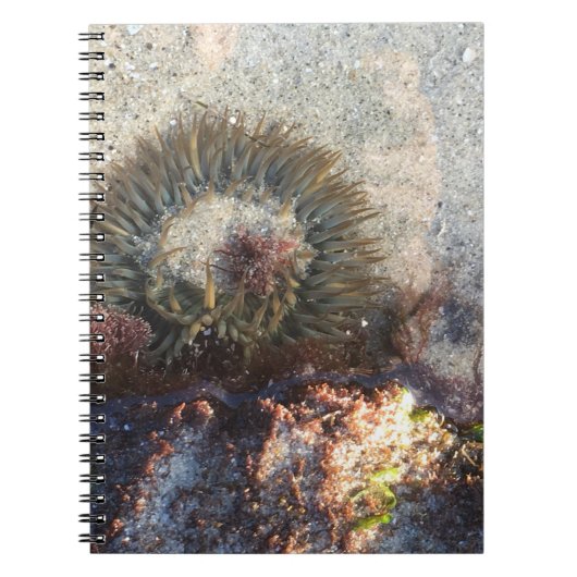 La Jolla Tide Pool Anemone Notizblock (Vorderseite)