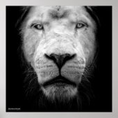 La lion blanc - Der weiße Löwe Poster (Vorne)