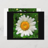 La marguerite postkarte (Vorne/Hinten)