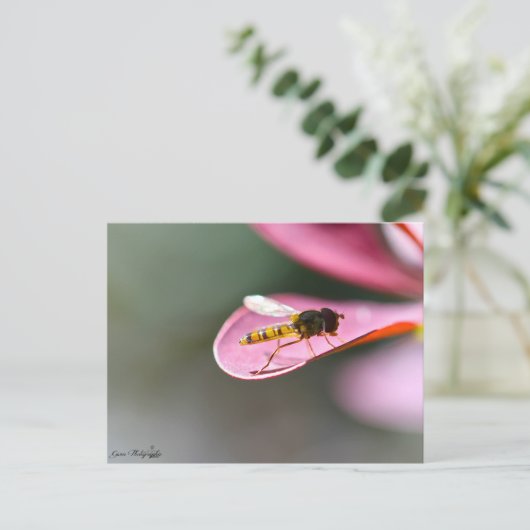 La mouche postkarte (Stehend Vorderseite)