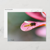 La mouche postkarte (Vorne/Hinten)