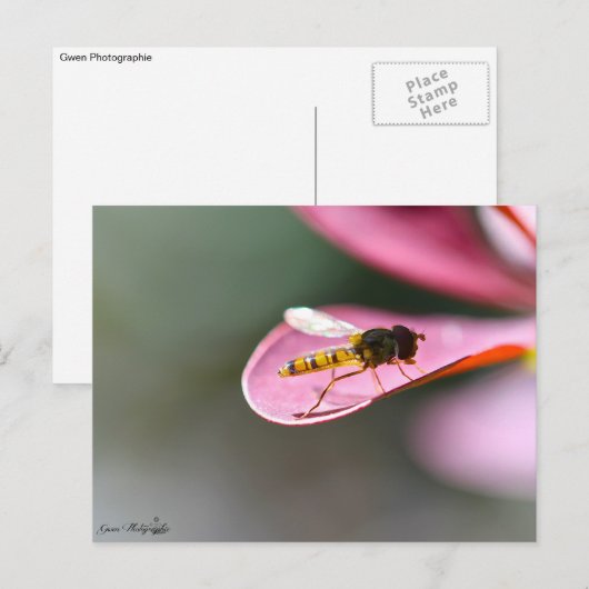 La mouche postkarte (Vorne/Hinten)