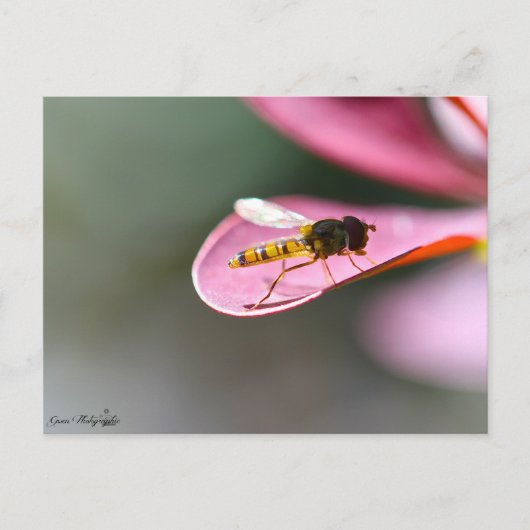 La mouche postkarte (Vorderseite)