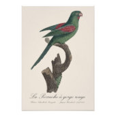 La Perruche a gorge rouge Fotodruck (Vorne)