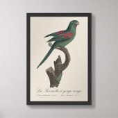 La Perruche a gorge rouge Fotodruck