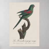 La Perruche a gorge rouge Poster (Vorne)