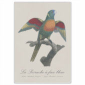 La Perruche, ein Bleistift Aufkleber (Vorderseite)