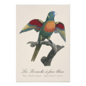 La Perruche, ein Bleistift Fotodruck (Vorne)