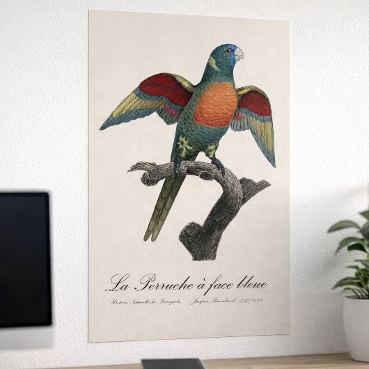 La Perruche, ein Bleistift Poster