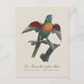 La Perruche, ein Bleistift Postkarte (Vorderseite)