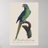 La Perruche - eine Vorfahrt Poster (Vorne)