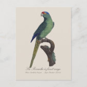 La Perruche - eine Vorfahrt Postkarte (Vorderseite)