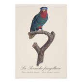 La Perruche fringillaire Fotodruck (Vorne)