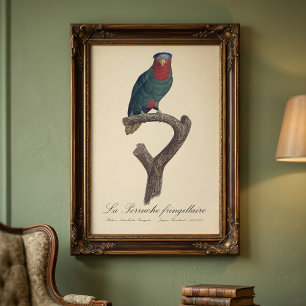 La Perruche fringillaire Fotodruck