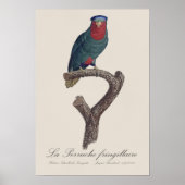 La Perruche fringillaire Poster (Vorne)