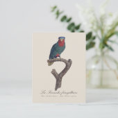 La Perruche fringillaire Postkarte (Stehend Vorderseite)