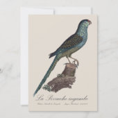 La Perruche ingambe Dankeskarte (Vorderseite)