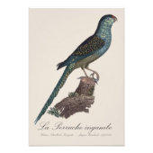 La Perruche ingambe Fotodruck (Vorne)