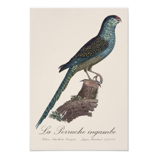 La Perruche ingambe Fotodruck (Vorne)