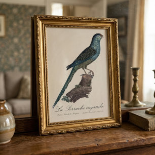 La Perruche ingambe Fotodruck