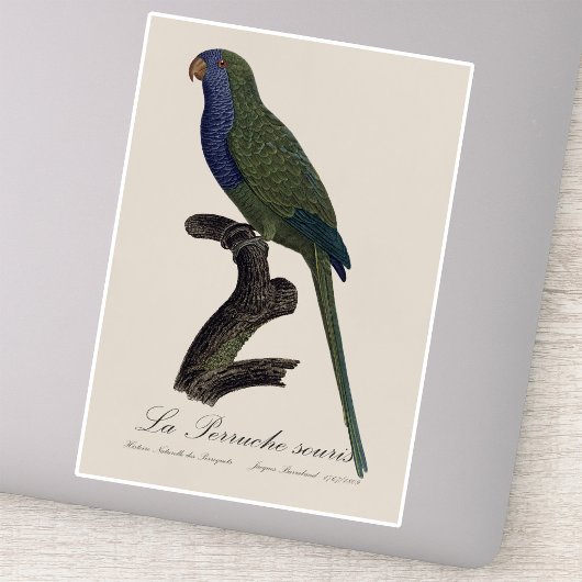 La Perruche souris / Monk Parakeet Aufkleber