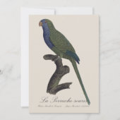 La Perruche souris / Monk Parakeet Dankeskarte (Vorderseite)
