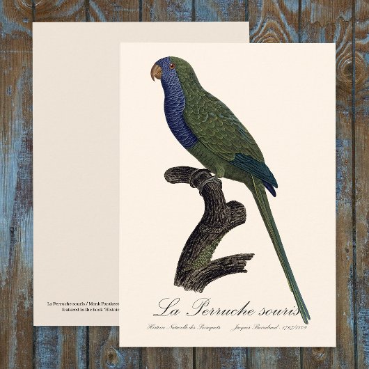 La Perruche souris / Monk Parakeet Dankeskarte