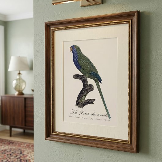 La Perruche souris / Monk Parakeet Fotodruck