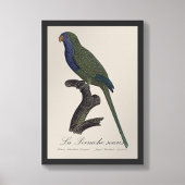 La Perruche souris / Monk Parakeet Fotodruck