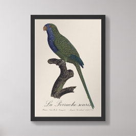 La Perruche souris / Monk Parakeet Fotodruck