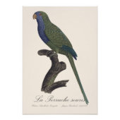 La Perruche souris / Monk Parakeet Fotodruck (Vorne)