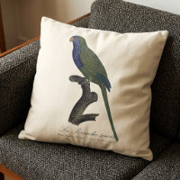 La Perruche souris / Monk Parakeet