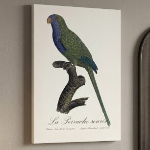 La Perruche souris / Monk Parakeet Leinwanddruck